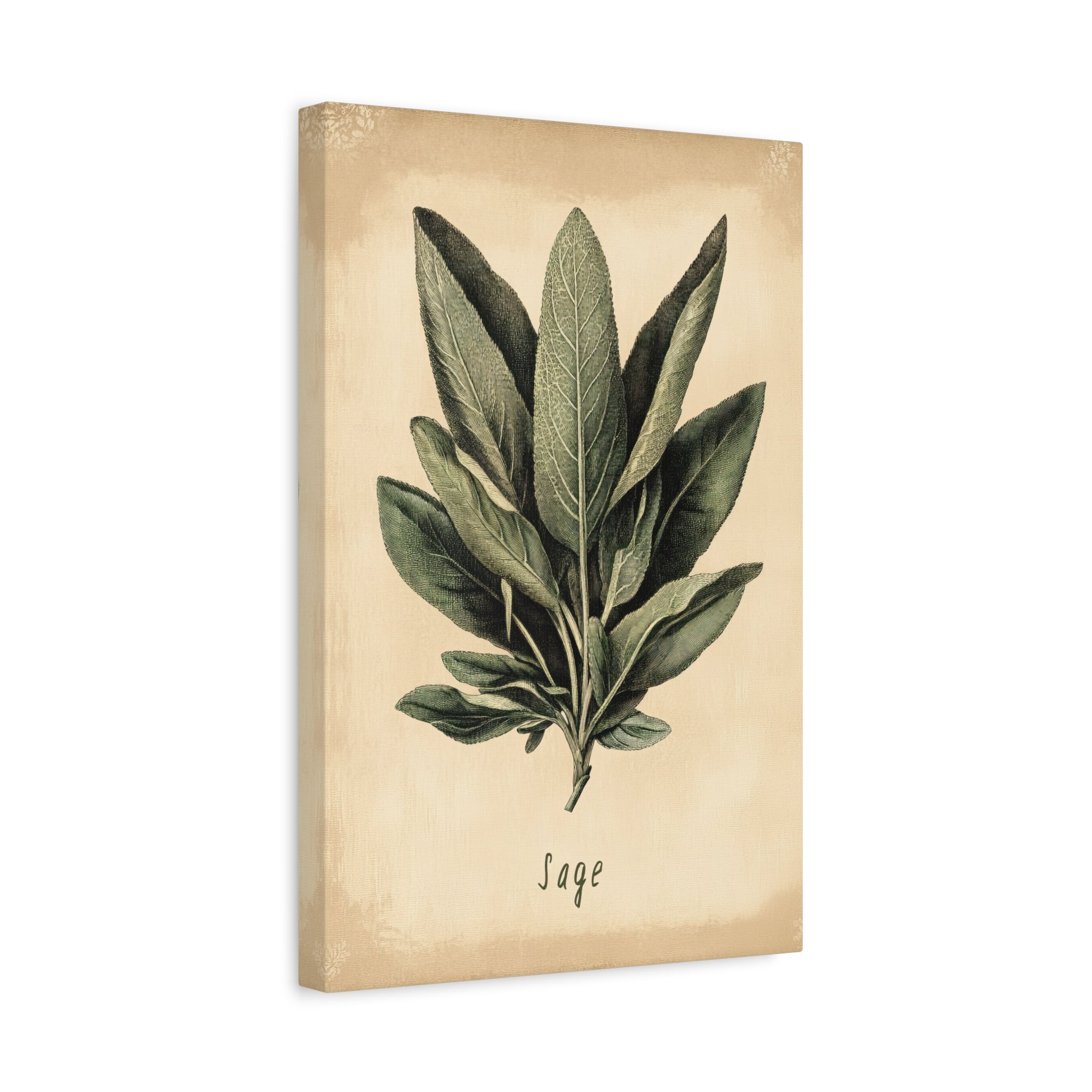 1.25" Matte Canvas - Botanical Sage Study