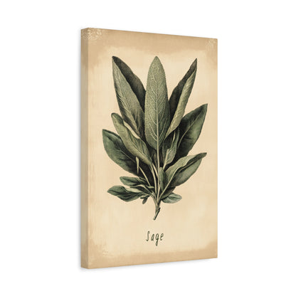 1.25" Matte Canvas - Botanical Sage Study