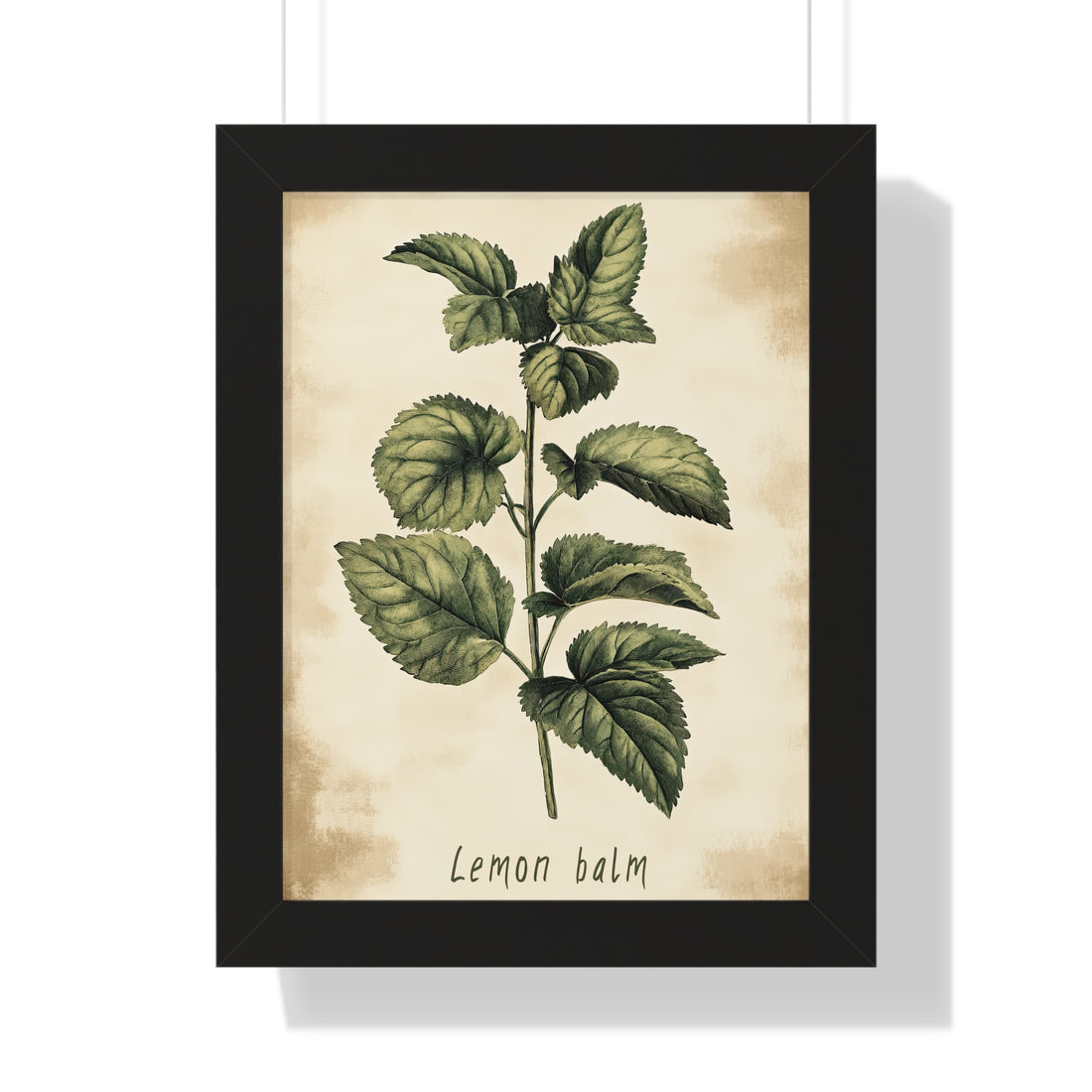 Framed Paper Print - Botanical Lemon Balm Study