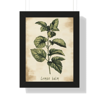 Framed Paper Print - Botanical Lemon Balm Study