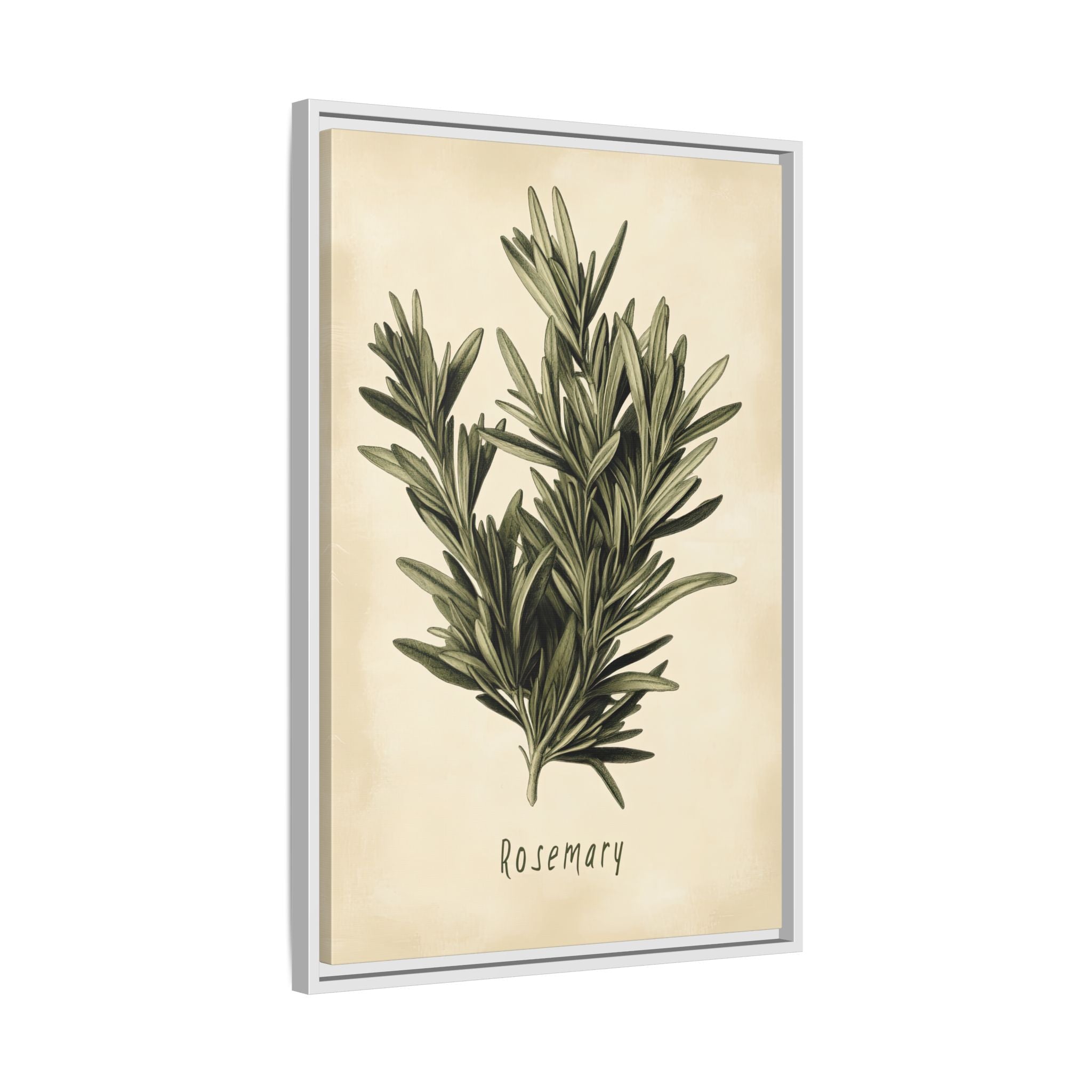 Framed Canvas - Botanical Rosemary Study