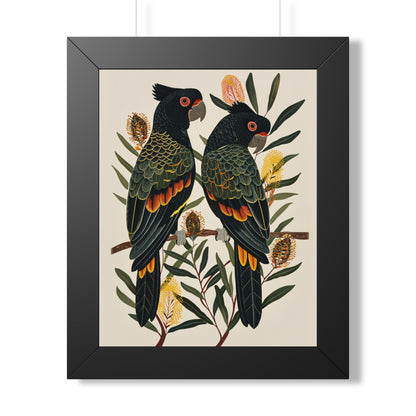 Framed Paper Print - Black Cockatoos Among Banksia