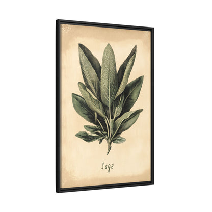 Framed Canvas - Botanical Sage Study