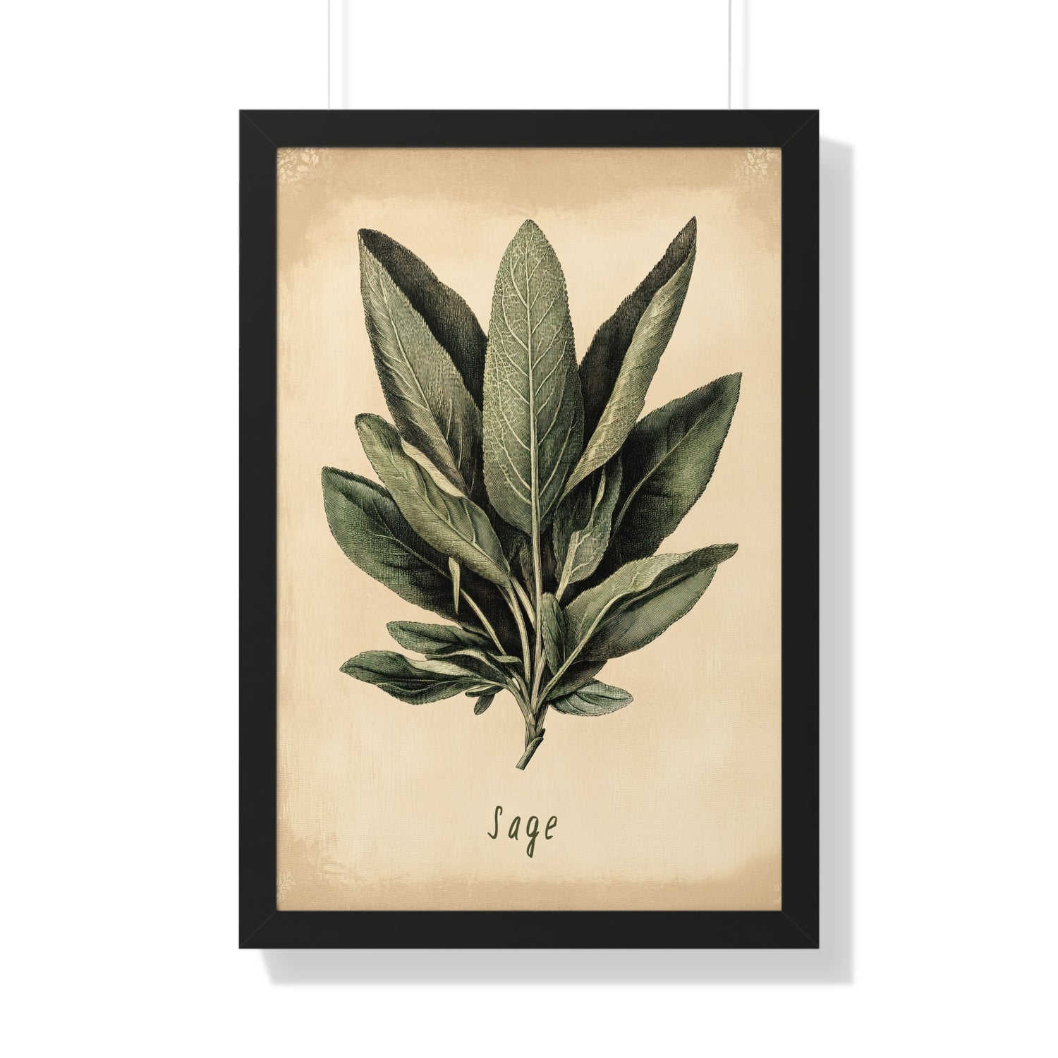 Framed Paper Print - Botanical Sage Study