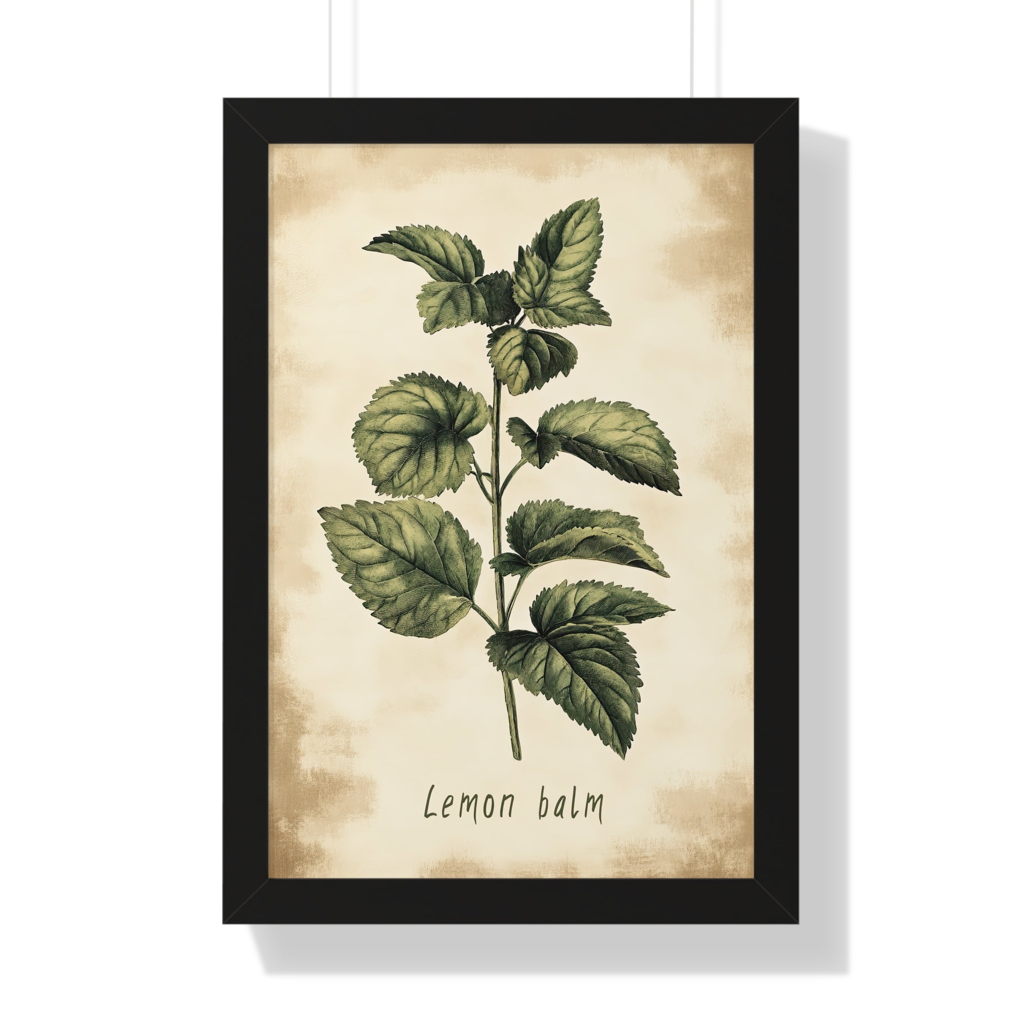 Framed Paper Print - Botanical Lemon Balm Study