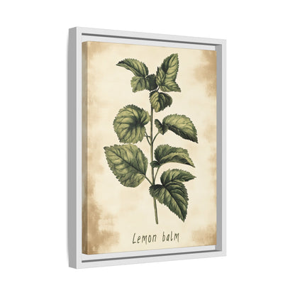 Framed Canvas - Botanical Lemon Balm Study